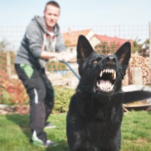 dog bite liability
